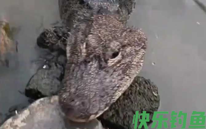 扬子鳄