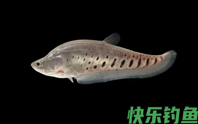 七星刀鱼