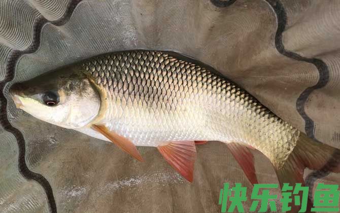 泰鲮鱼