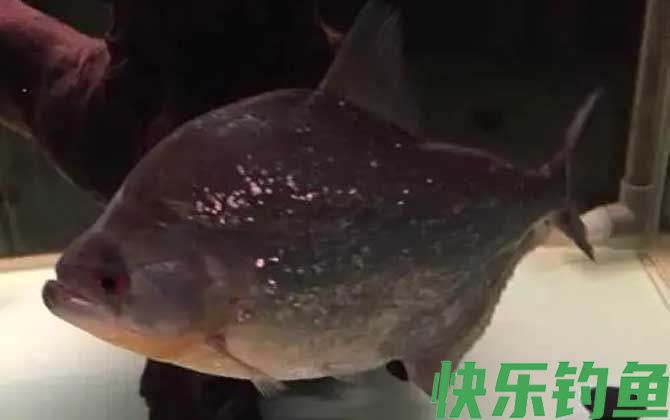 食人鲳