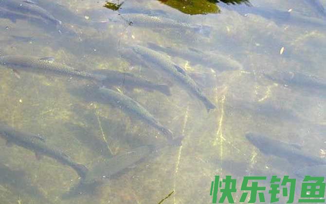虹鳟鱼