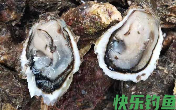 生蚝
