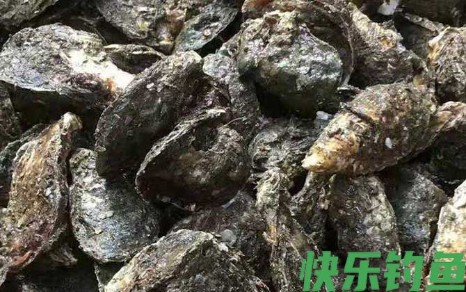 生蚝