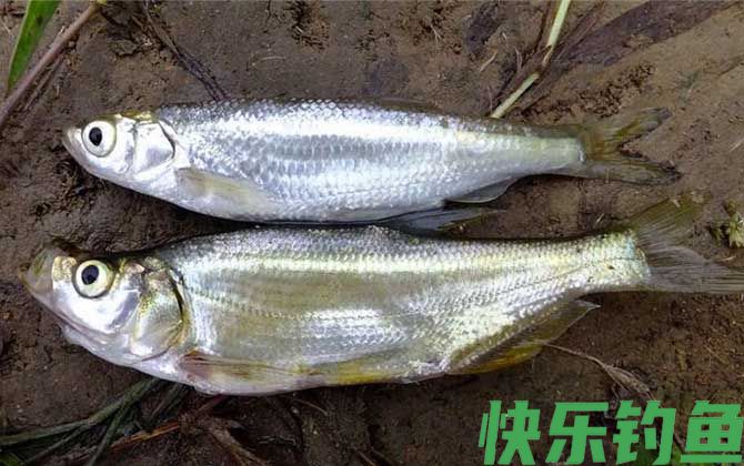 白条鱼