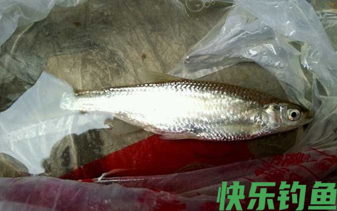 白条鱼