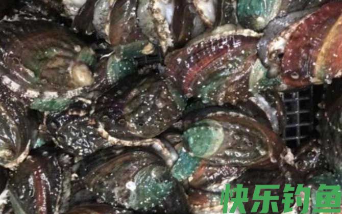 鲍鱼