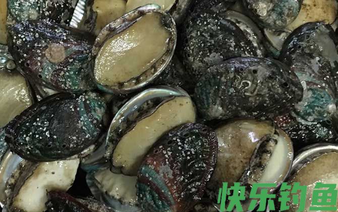 鲍鱼