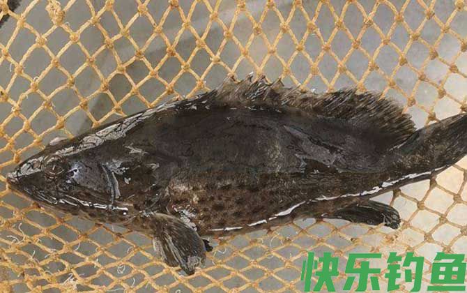 石斑鱼