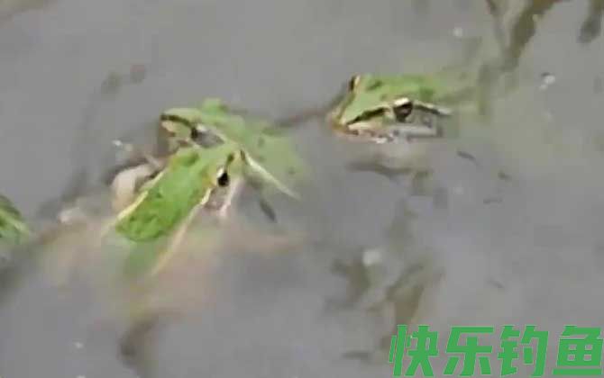 青蛙