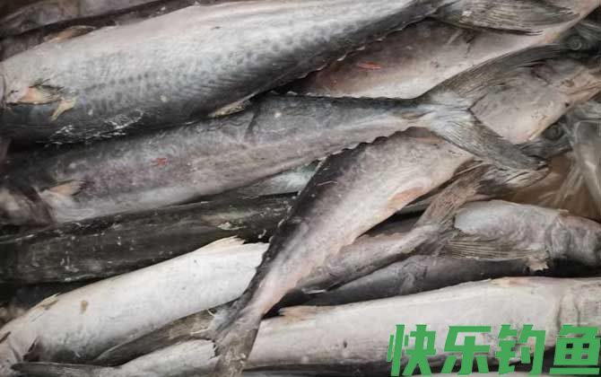 马鲛鱼