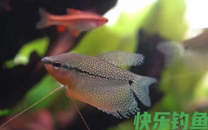 马甲鱼