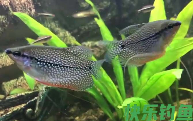 马甲鱼