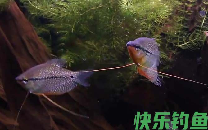 马甲鱼