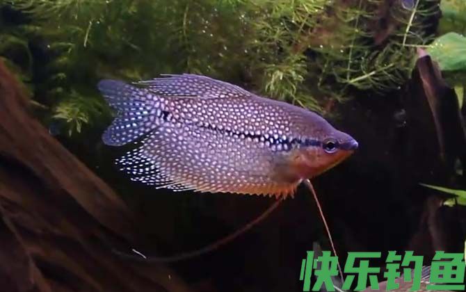 马甲鱼