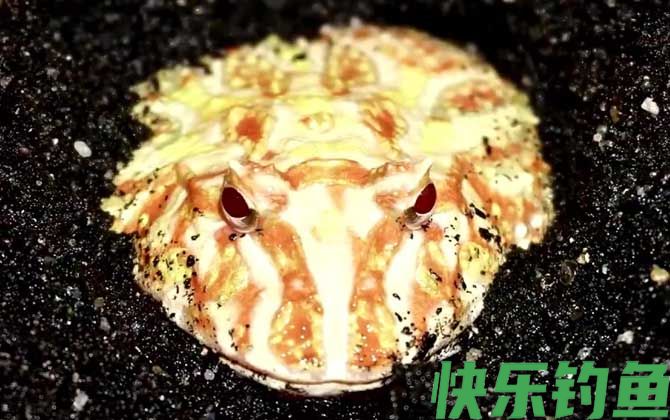 黄金角蛙