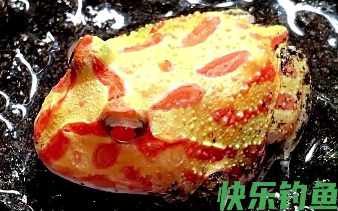 黄金角蛙