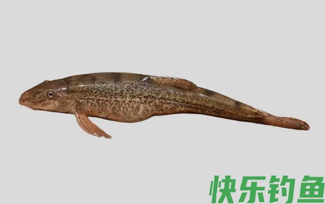 南盘江高原鳅