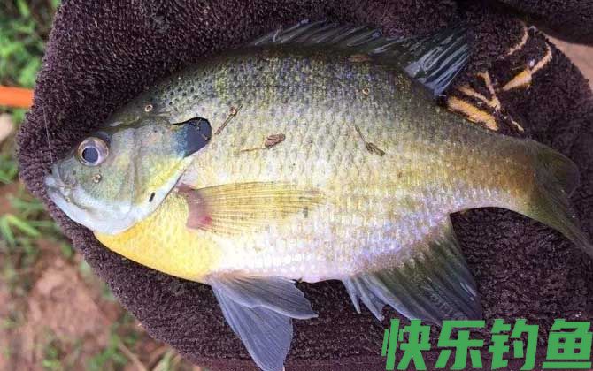 太阳鱼