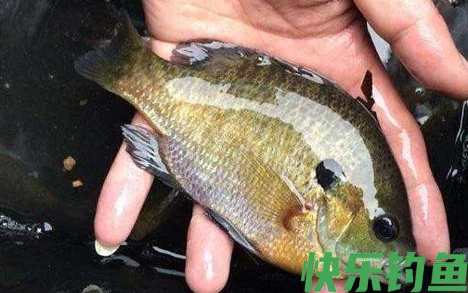 太阳鱼