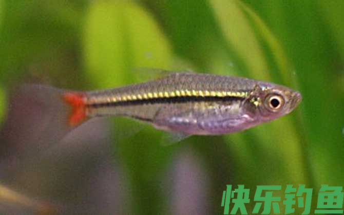 灯鱼