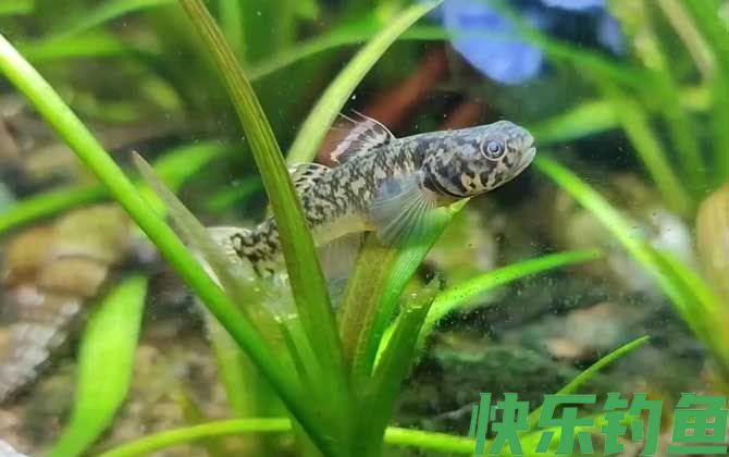 虾虎鱼