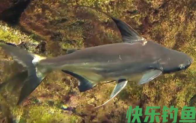 巴沙鱼