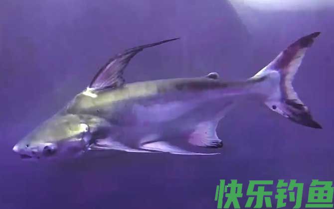 巴沙鱼