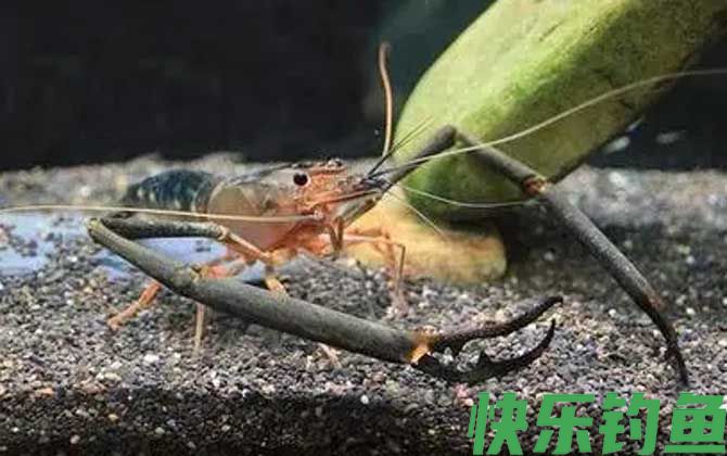 贪食沼虾