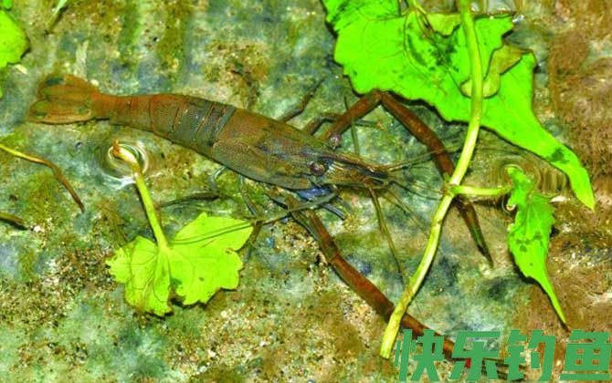 粗糙沼虾