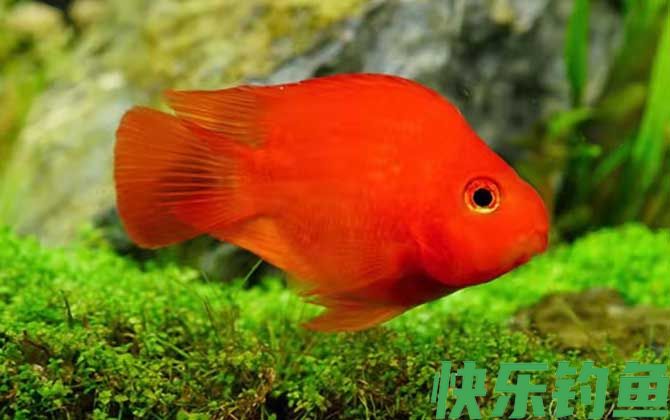 血鹦鹉
