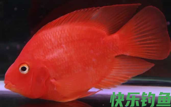 血鹦鹉