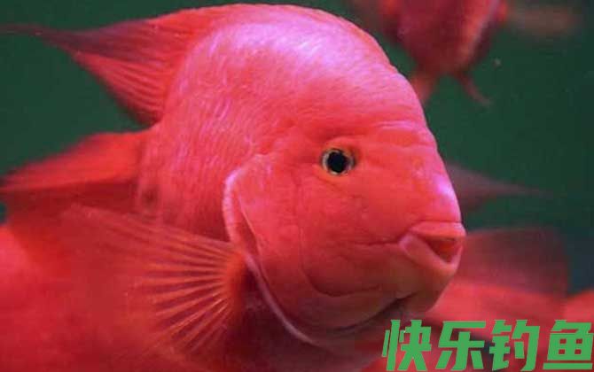 血鹦鹉