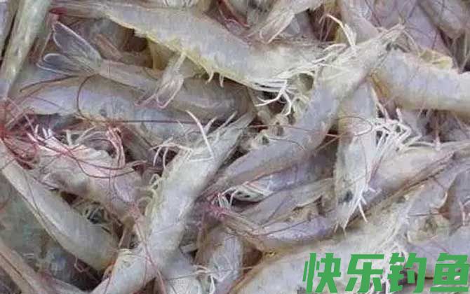 白对虾