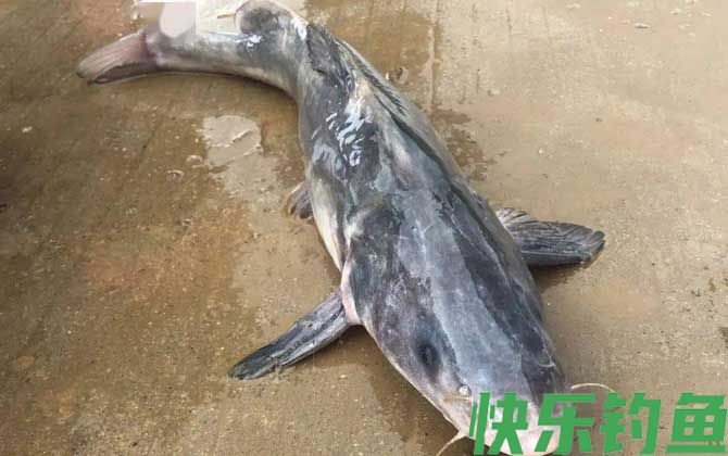 长吻鮠