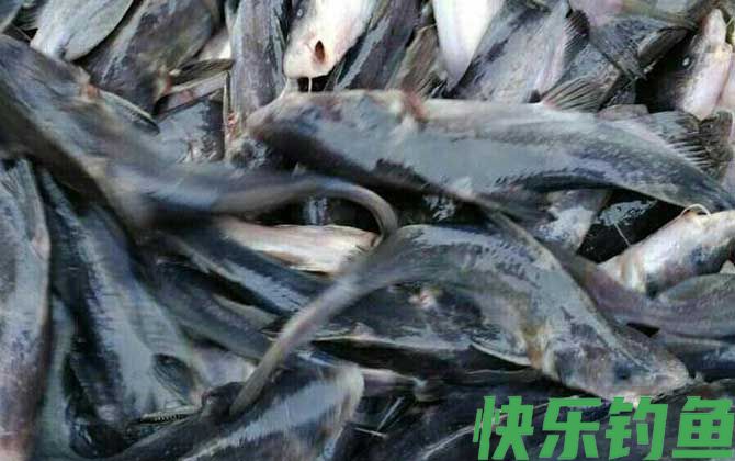 长吻鮠