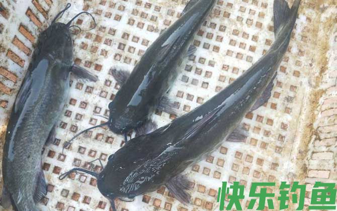 长吻鮠