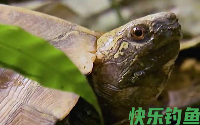 锯缘龟