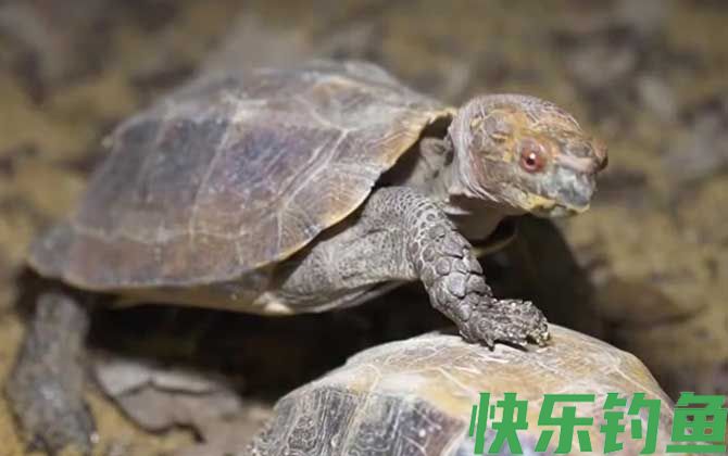 锯缘龟