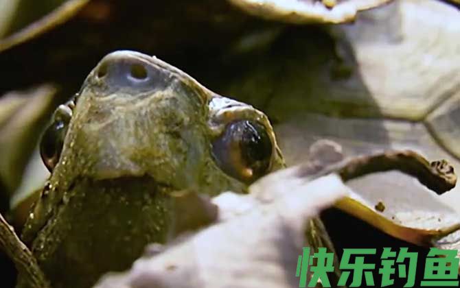 锯缘龟