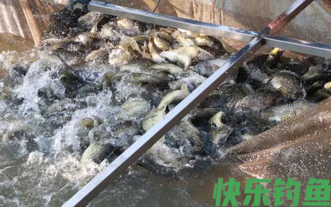 鳜鱼养殖
