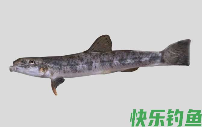 贝氏高原鳅