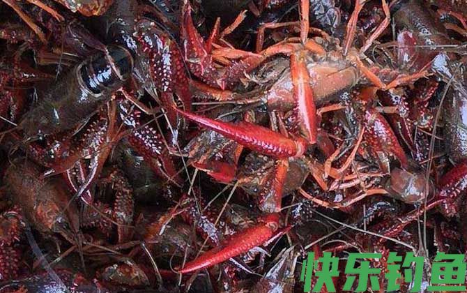 一斤小龙虾大概有多少只(图4) 一斤小龙虾大概有多少只(图4)