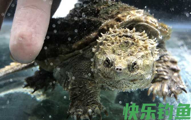 乌龟的生活习性及特点(图3) 乌龟的生活习性及特点(图3)