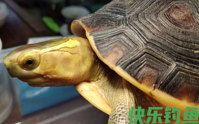 乌龟的生活习性及特点(图4) 乌龟的生活习性及特点(图4)