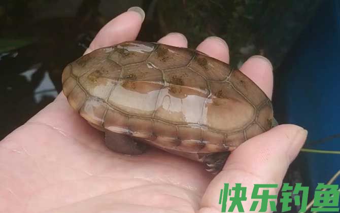 乌龟烂甲病怎么治疗(图3) 乌龟烂甲病怎么治疗(图3)