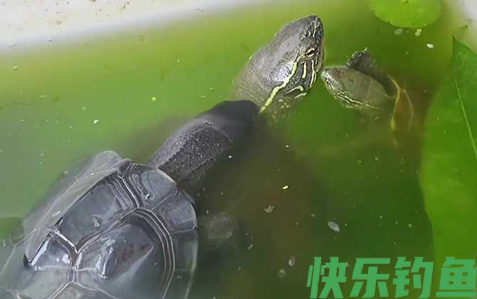 乌龟烂甲病怎么治疗(图2) 乌龟烂甲病怎么治疗(图2)