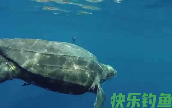 海龟的最大寿命有多长(图3)