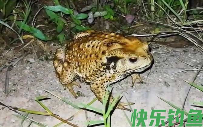 为什么蟾蜍是五毒之首(图1) 为什么蟾蜍是五毒之首(图1)