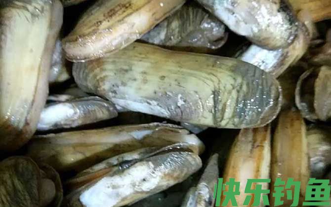 蛏子为什么撒盐就出来(图2) 蛏子为什么撒盐就出来(图2)