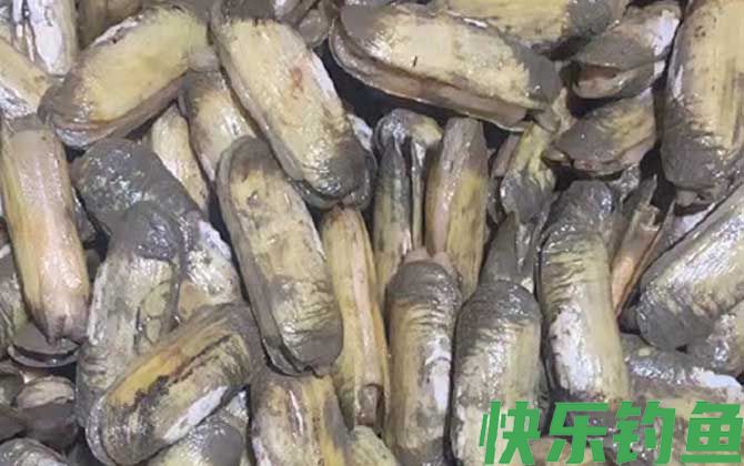 蛏子为什么撒盐就出来(图3) 蛏子为什么撒盐就出来(图3)